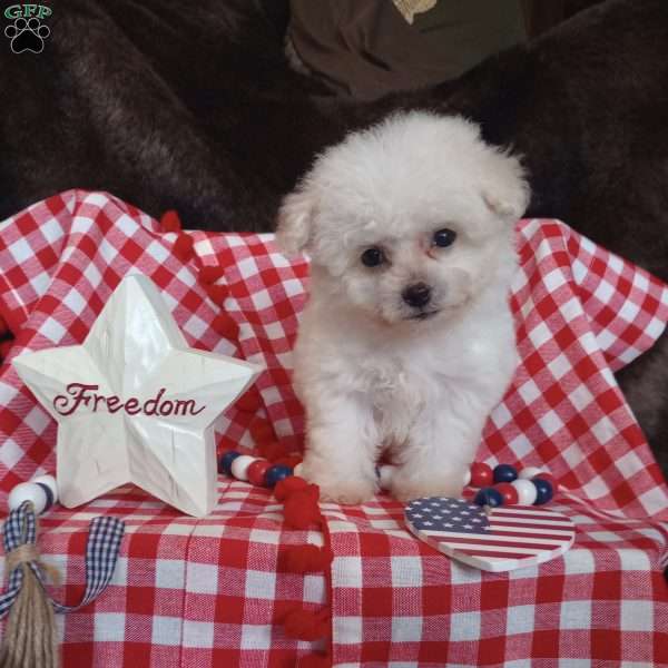 Callie, Bichon Frise Puppy